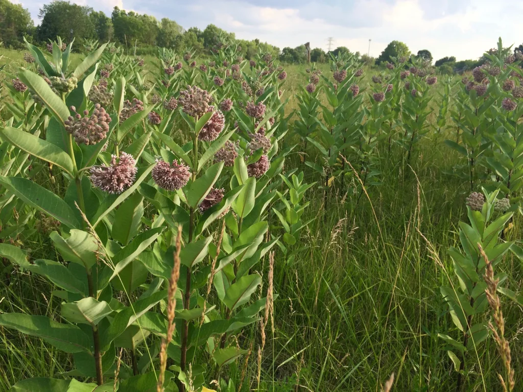 Plants d'asclépiade en fleurs dans une prairie naturelle