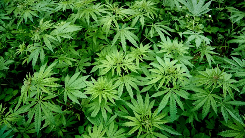 Champ de chanvre vu du dessus