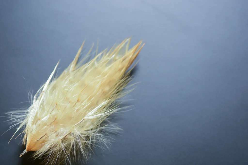 Fibre soyeuse d’asclépiade isolée sur fond foncé