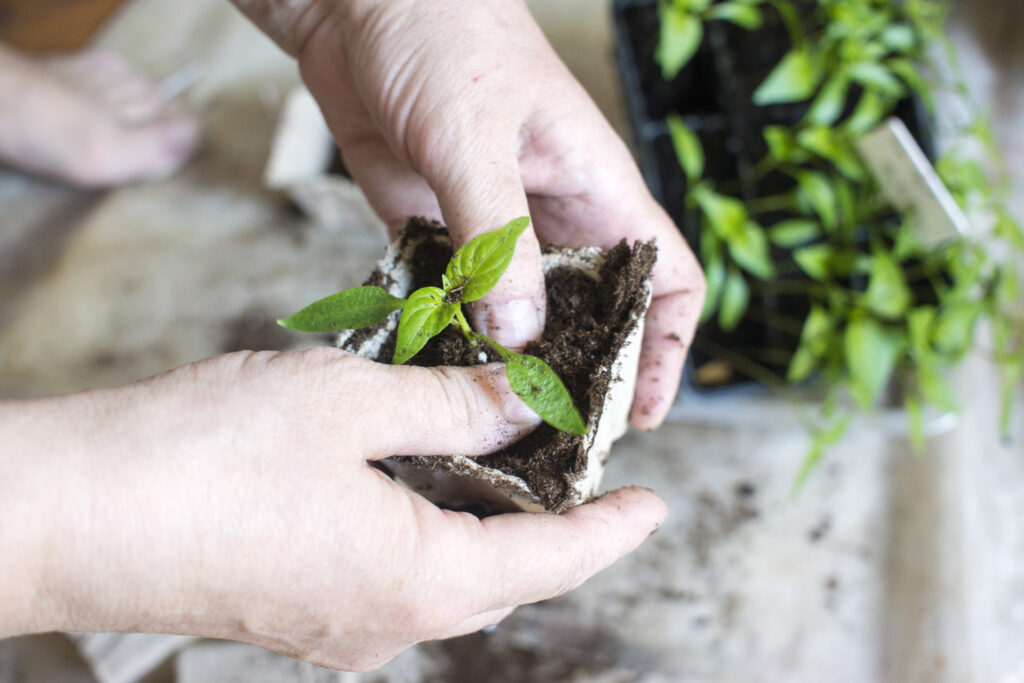 Mains plaçant un jeune plant dans un pot biodégradable rempli de terre