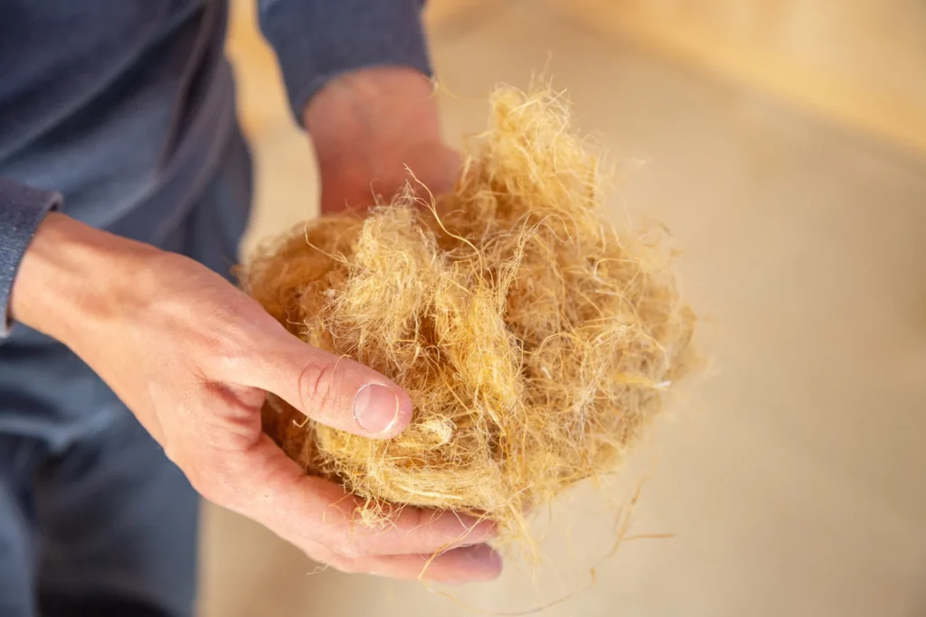 Mains tenant des fibres de chanvre naturelles prêtes à être transformées