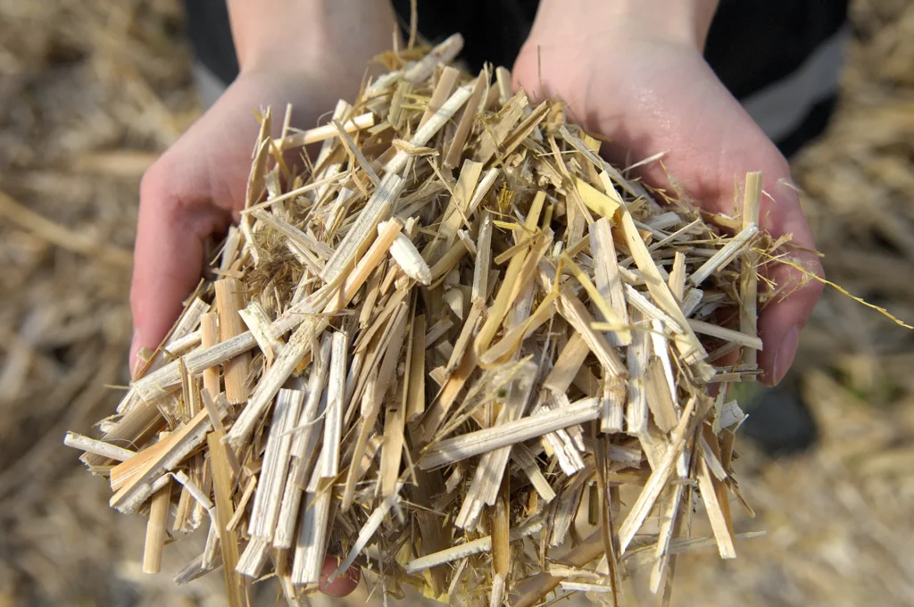 Mains tenant du miscanthus géant broyé, prêt pour une valorisation industrielle