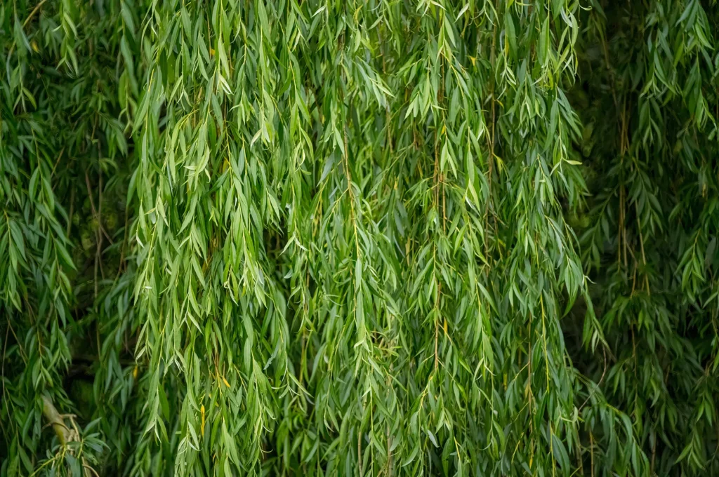 Tige élancées d'un saule à croissance rapide